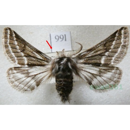 Lycia zonaria (Denis & Schiffermüller, 1775) male Włochacz pasiak Slovenia99l